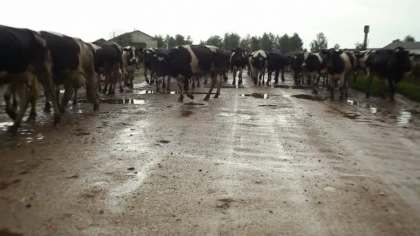 Herd of cows going to pasture on the road — Stock Video