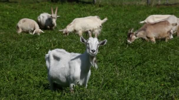 Visitou uma manada de cabras no prado — Vídeo de Stock