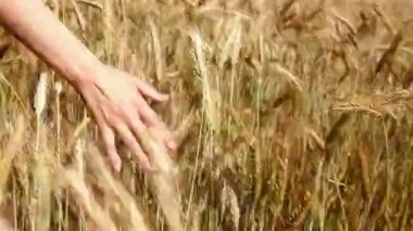 el ve buğday
