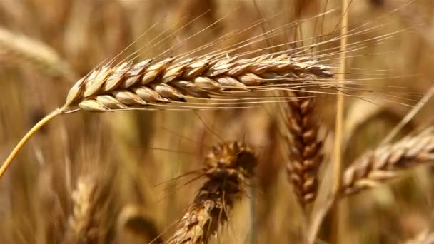 Wheat field — Stock Video