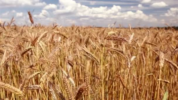 Campo di grano — Video Stock