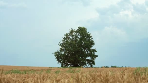 Copac în câmp de grâu — Videoclip de stoc