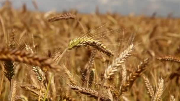Пшеничное поле — стоковое видео