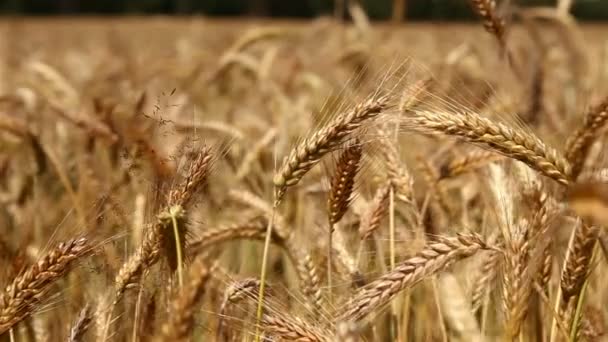 Campo di grano — Video Stock