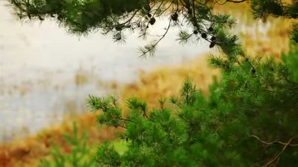 湖畔の森の風景landskap, lakeside skog — Stock video