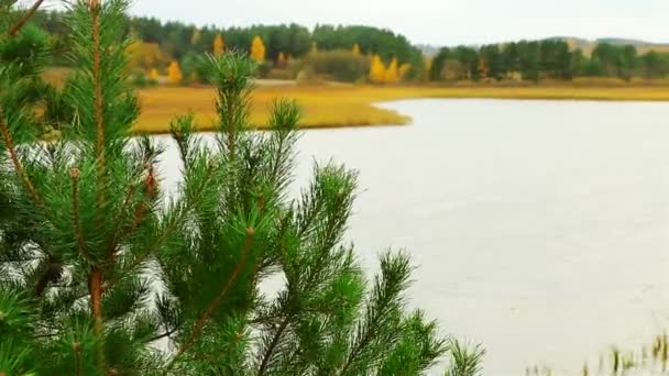 Lago. picea joven — Vídeo de stock