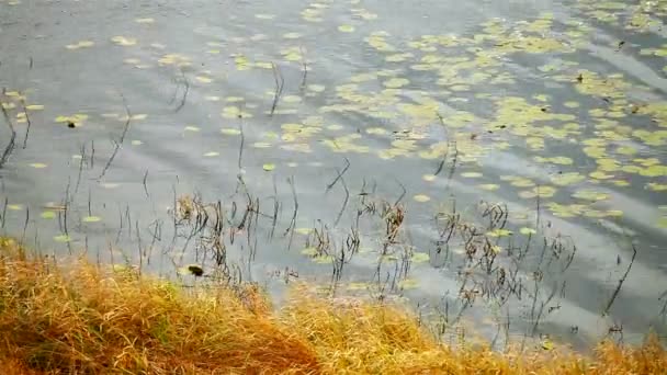 Берег озера с травой и водяными лилиями — стоковое видео