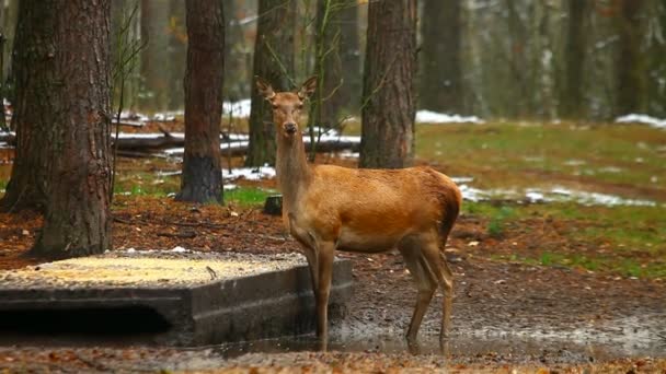 Jeune cerf dans une forêt 