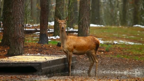 Jeune cerf dans une forêt — Video