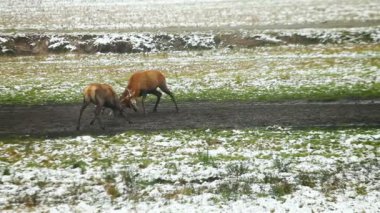 geyik boynuzları mücadele