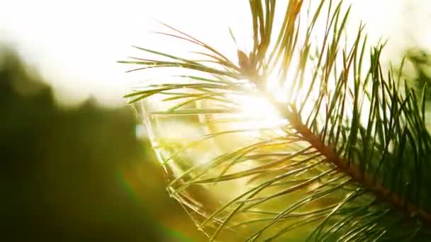 Gałązka drzewa. promyk słońca — Wideo stockowe