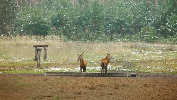 Troupeau de cerfs approchant de la forêt — Video