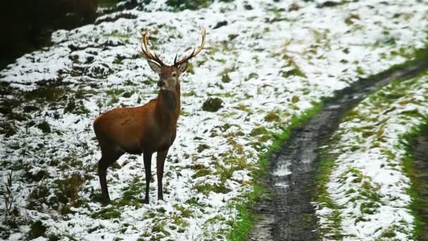 Branco di cervi che si avvicinano alla foresta — Video Stock