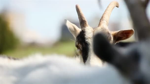 Visited a herd of goats on the meadow — Stock Video