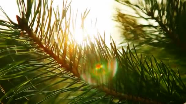 Árbol de ramitas. un rayo de sol — Vídeos de Stock