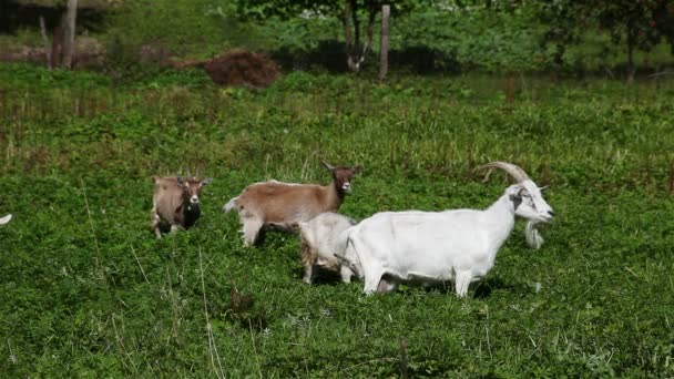 Visitou uma manada de cabras no prado — Vídeo de Stock