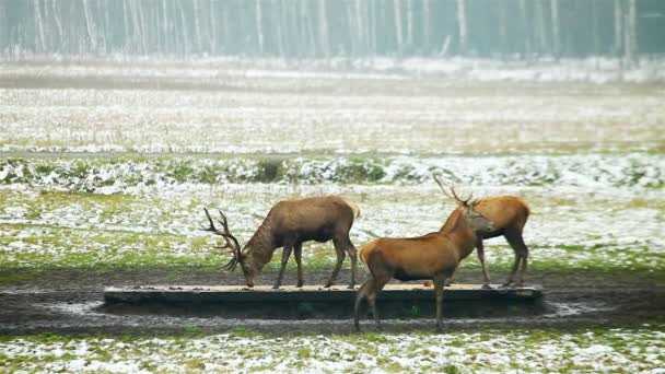 Stado jeleni, pochodzących w pobliżu lasu — Wideo stockowe