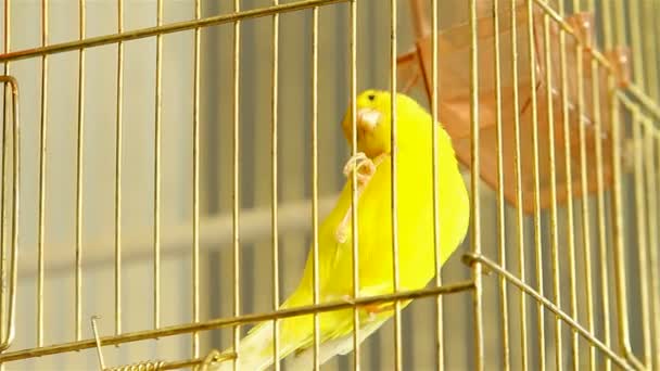 Pájaro amarillo en una jaula — Vídeo de stock