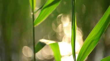 Peyzaj göl kıyısı. odak dışında