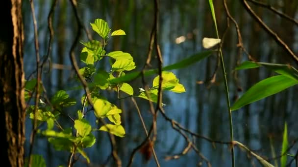 Leaf on a tree by the lake — Stock Video