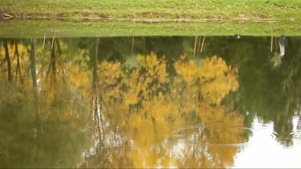 Meisje lopen met een hond in het park. reflectie — Stockvideo