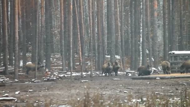 Wild boars eat food. — Stock Video