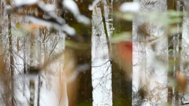 Hermoso bosque después de la primera nieve — Vídeo de stock