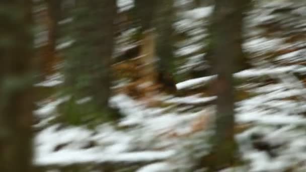 Kleine wild zwijn loopt door het bos — Stockvideo