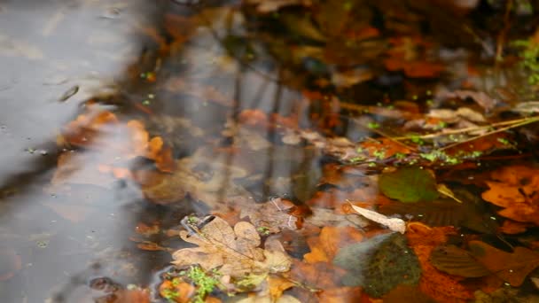 ruisseau dans la forêt d'automne.