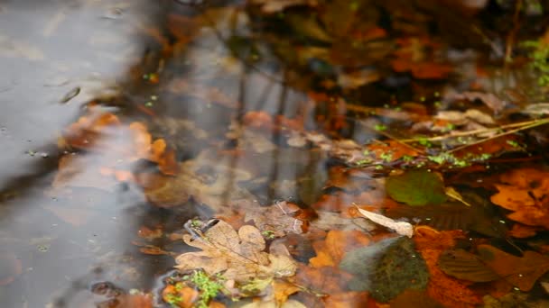 Ruisseau dans la forêt d'automne. — Video