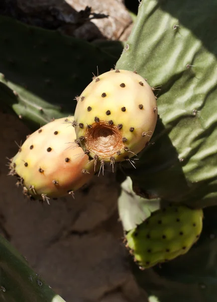 Figos de cacto ou peras espinhosas — Fotografia de Stock