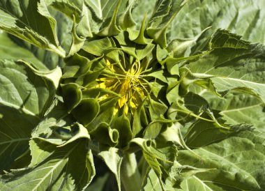 erken aşamalarında ayçiçeği çiçeği