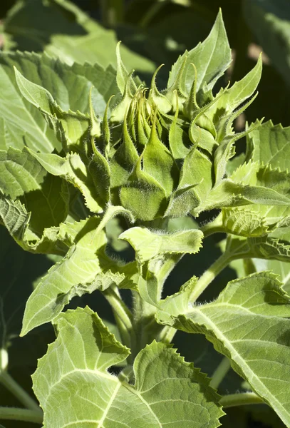 Sunflower blossom in early stages — Stock Photo, Image