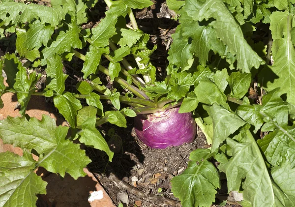 Turnip Purple Top Milão — Fotografia de Stock