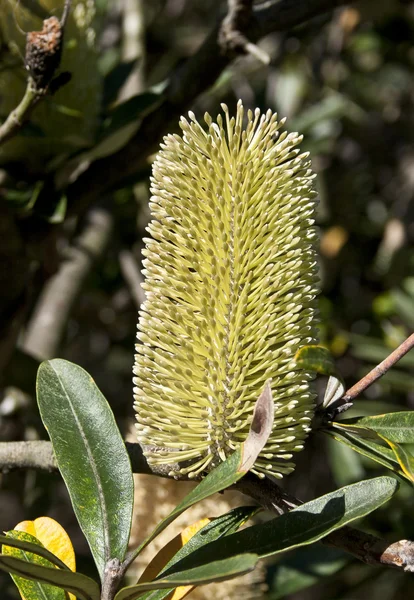 Banksia kwiat — Zdjęcie stockowe