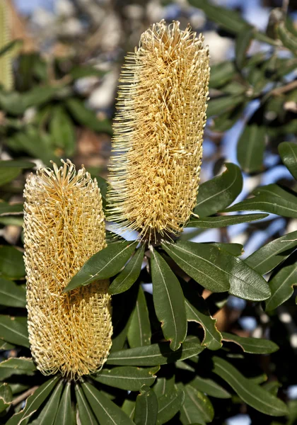 Banksia květ — Stock fotografie