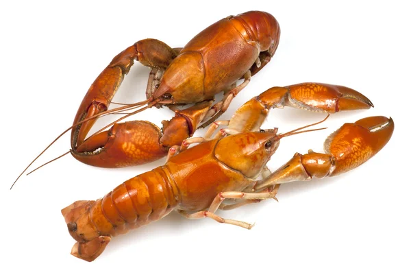 Yabby oder Süßwasser-Hummer — Stockfoto