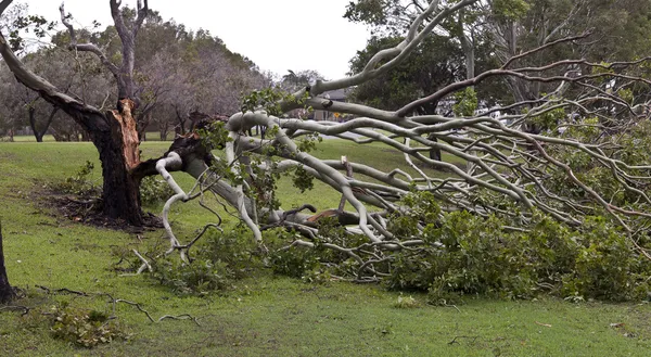 Umgestürzter Baum, Sturmschäden — Stockfoto