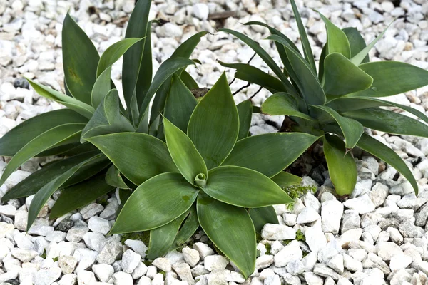 Agave cactus (attenuata) — Stockfoto