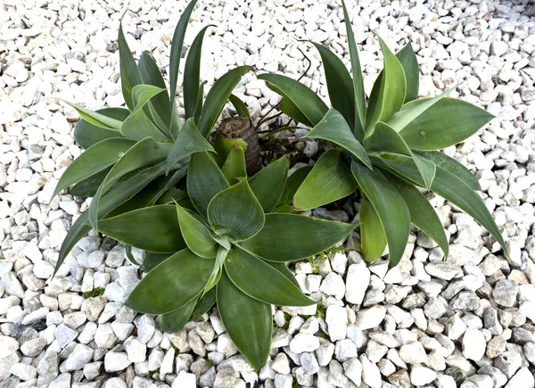 Агави кактус (attenuata ) — стокове фото