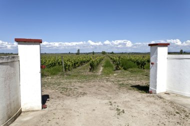 Vineyards in Ribatejo, Portugal clipart