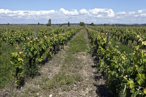 Vigneti a Ribatejo, Portogallo — Foto Stock