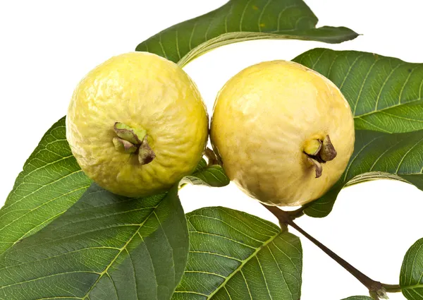 신선한 구아바 과일 — 스톡 사진