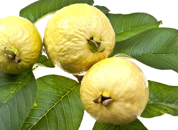 Fruto de goiaba fresco — Fotografia de Stock