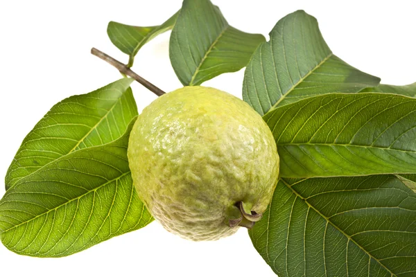 Färsk guava frukt — Stockfoto