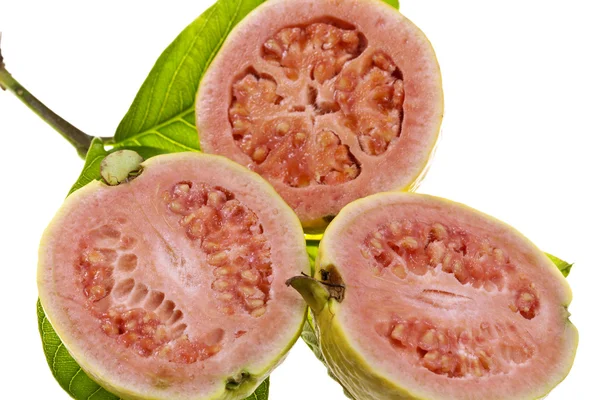 Friss guava gyümölcs — Stock Fotó