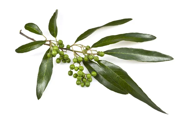 sakız ağacı yaprak ve meyve