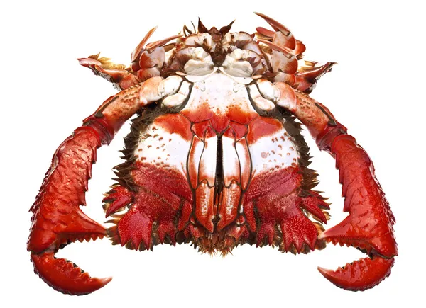 Clé à molette Crabes — Photo