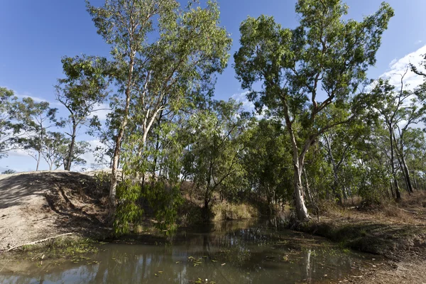 Creek w centrum queensland — Zdjęcie stockowe