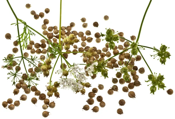 Semillas de cilantro — Foto de Stock